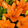 5 оранжевых лилий «Амбра» фото 2