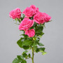 Малиновая кустовая роза Форевер Янг