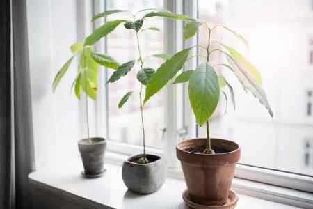 Выращивание и уход за авокадо в домашних условиях: от посадки до урожая
